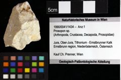 Foto (Objket + Etiketten) von Decapoda indet. 